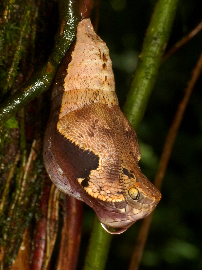 Cette chrysalide qui ressemble à un serpent Cette chrysalide qui ressemble a un serpent Dynastor darius 6 Cette-chrysalide-qui-ressemble-a-un-serpent-Dynastor-darius-6