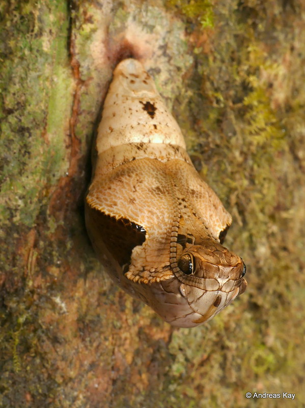 Cette chrysalide qui ressemble à un serpent Cette chrysalide qui ressemble a un serpent Dynastor darius 8 Cette-chrysalide-qui-ressemble-a-un-serpent-Dynastor-darius-8