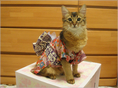 Des chats en kimono Des chats en kimono au japon 2 Des-chats-en-kimono-au-japon-2