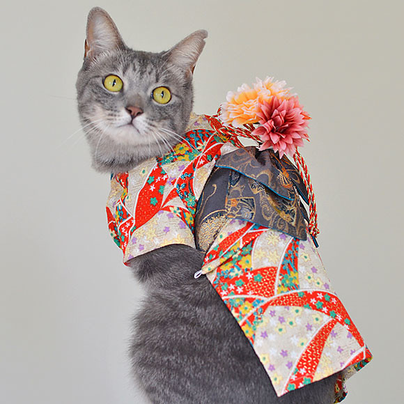 Des chats en kimono Des chats en kimono au japon 4 Des-chats-en-kimono-au-japon-4