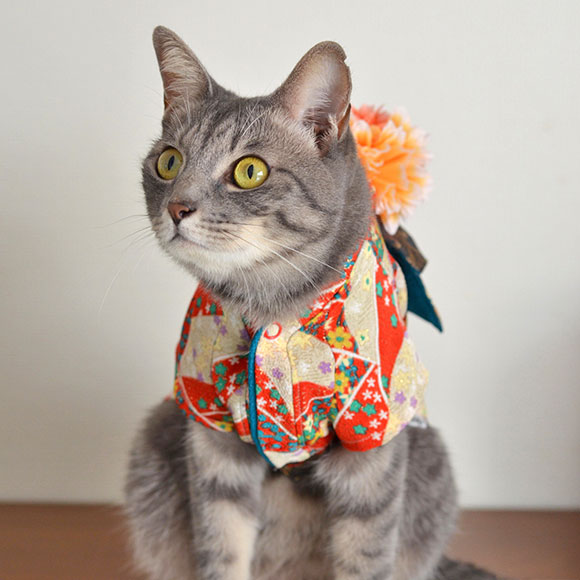 Des chats en kimono Des chats en kimono au japon 7 Des-chats-en-kimono-au-japon-7