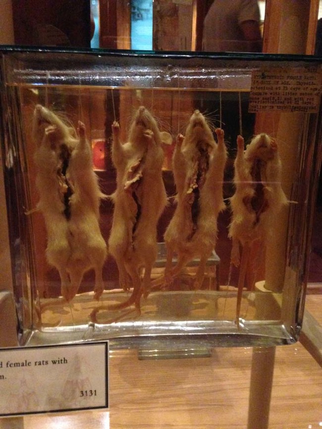 Le Mutter museum ou le musée des horreurs médicales Le Mutter museum ou le musee des horreurs medicales 2 Le-Mutter-museum-ou-le-musee-des-horreurs-medicales-2