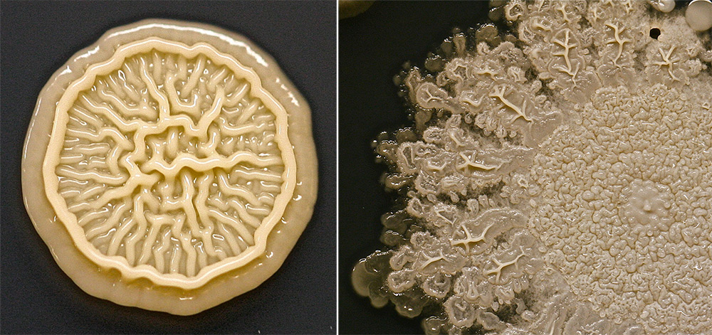 Les microbes sur la main d'un enfant de 8 ans Les microbes sur la main d un enfant de 8 ans 2 Les-microbes-sur-la-main-d-un-enfant-de-8-ans-2