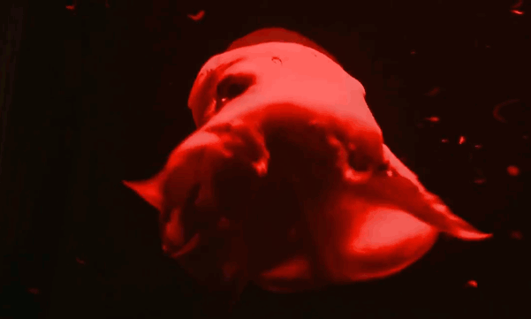 Opisthoteuthis Adorabilis - la pieuvre trop mignonne Opisthoteuthis Adorabilis la pieuvre trop mignonne 2 Opisthoteuthis-Adorabilis-la-pieuvre-trop-mignonne-2