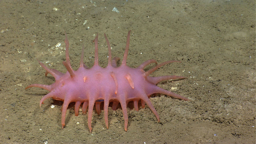 Découverte de nouvelles espèces marines à plus de 8000 m de fond decouverte de nouvelles especes marines a plus de 8000 m de profondeur 6 Sea cucumbers are always on of my favorite animals to see on a dive dives, if only because I’m always interested to see that they will look like this time! Internally they are pretty much all the same, but their exterior can be completely see through or a variety of colors; flattened, or spikey, like this one. I am not exactly sure what determines their shape, but there has to be some benefit for each morphology.