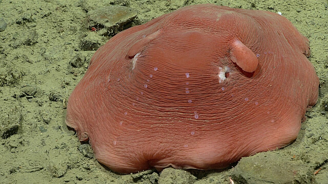 Un flapjack octopus photographié par la NOAA Pieuvre flapjack photographiée sur le fond marin à 814 mètres