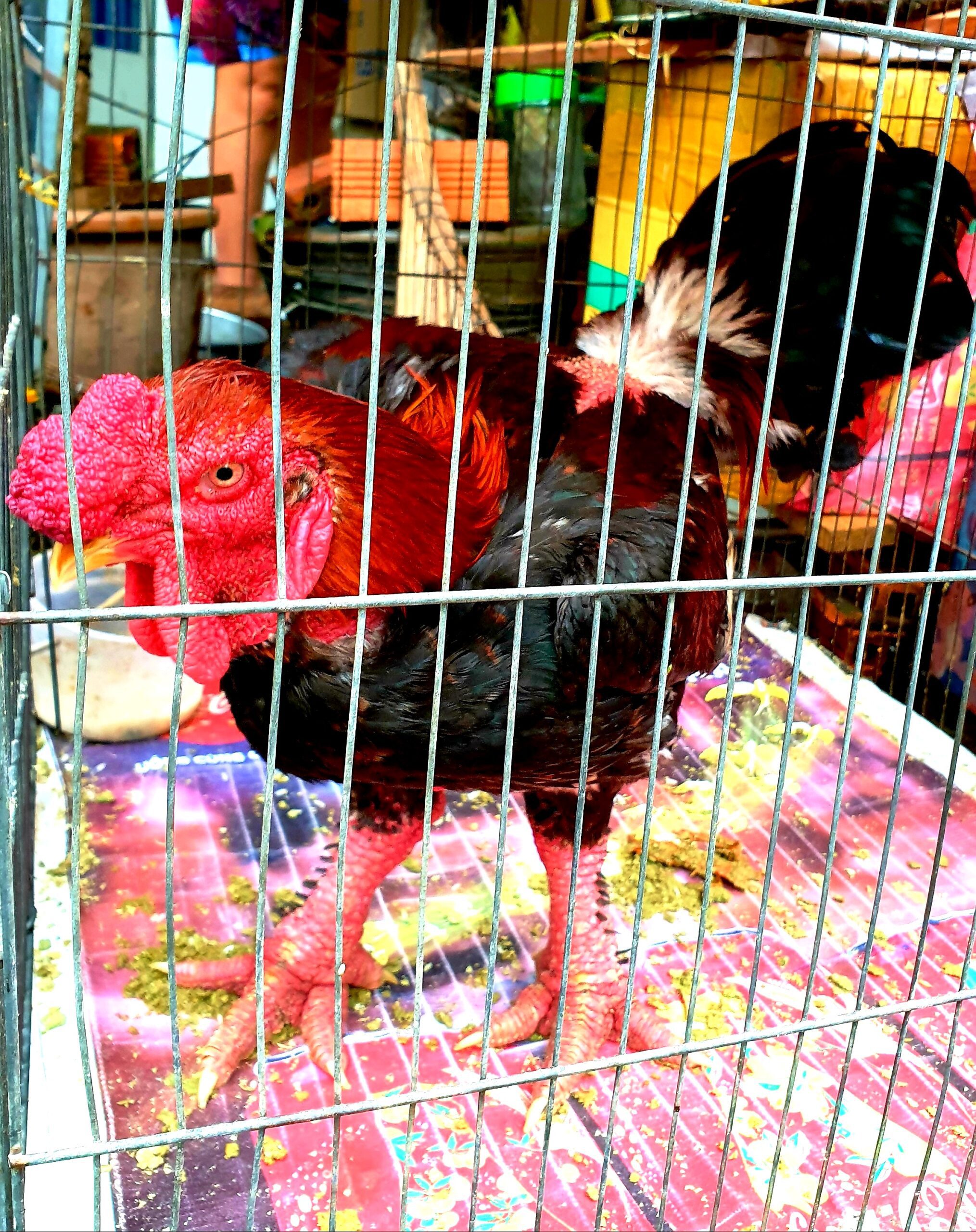 Gà Đông Tảo - le poulet aux grosses pattes ga dong tao le poulet aux grosses pattes scaled ga-dong-tao-le-poulet-aux-grosses-pattes