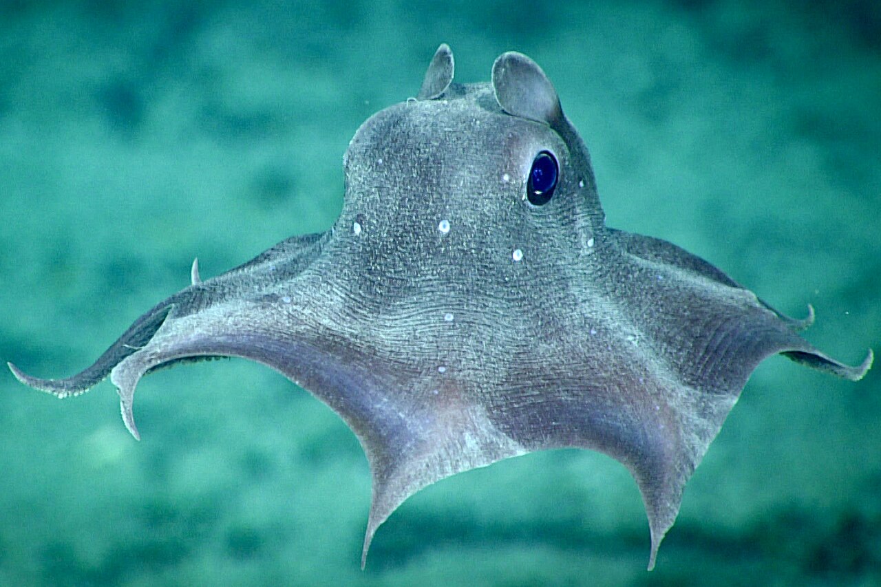 Opisthoteuthis agassizii dans les profondeurs Opisthoteuthis agassizii observée dans les profondeurs de l’Atlantique