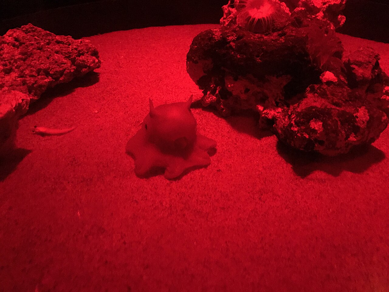 Une pieuvre Opisthoteuthis au Monterey Bay Aquarium Opisthoteuthis, pieuvre flapjack des profondeurs au Monterey Bay Aquarium