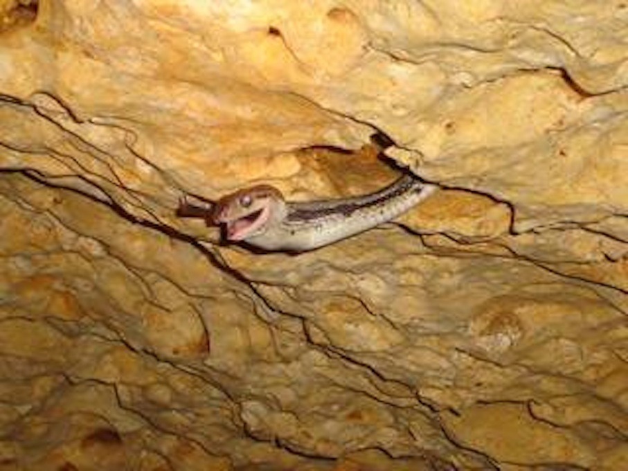 La grotte aux serpents suspendus La grotte aux serpents suspendus kantemo 1 La-grotte-aux-serpents-suspendus-kantemo-1