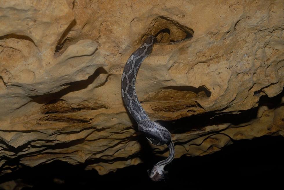 La grotte aux serpents suspendus La grotte aux serpents suspendus kantemo 3 La-grotte-aux-serpents-suspendus-kantemo-3
