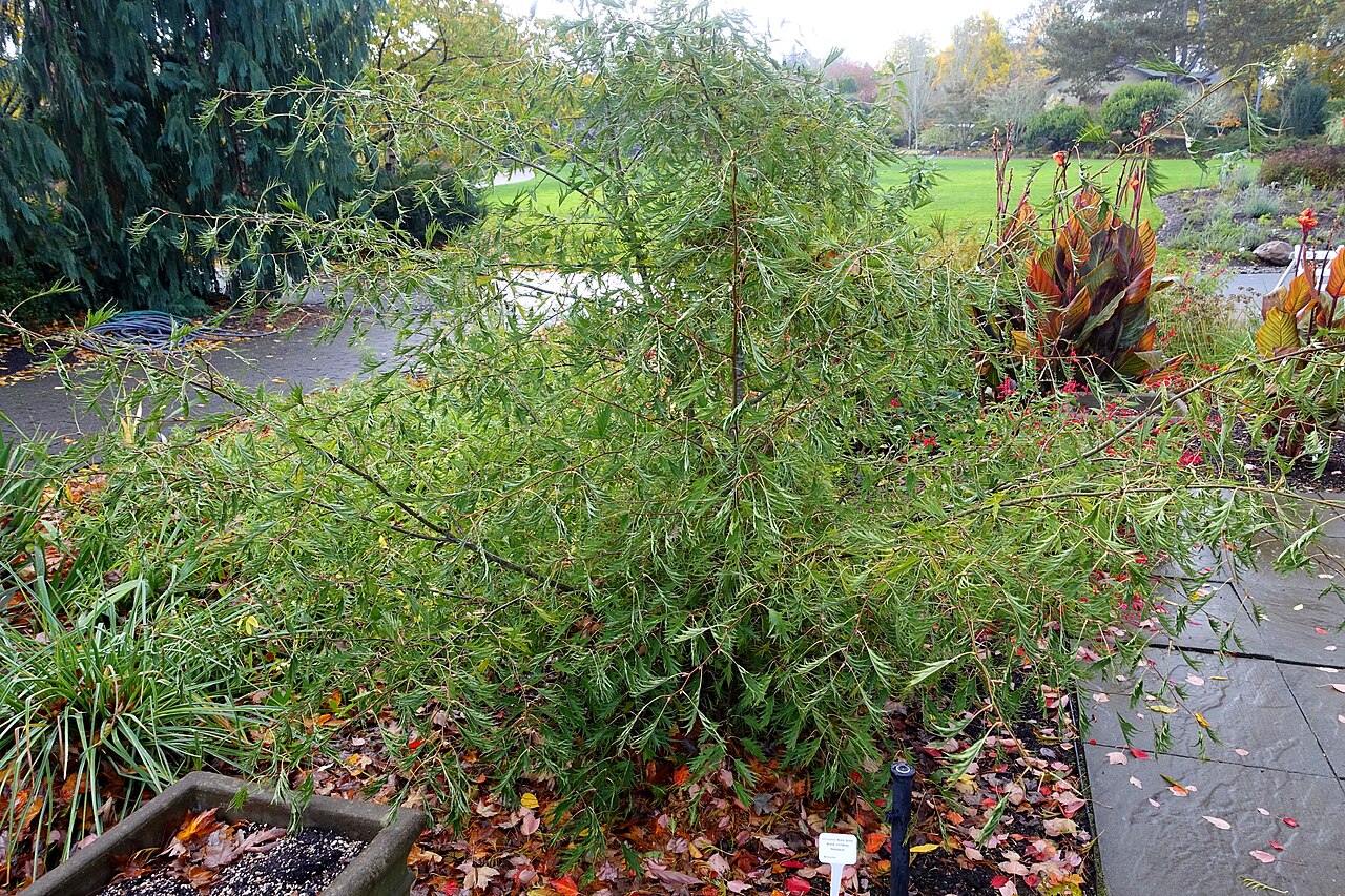 Alnus glutinosa Imperialis, l’aulne utilisé pour la toiture de Tree Church Alnus glutinosa Imperialis, l’aulne utilisé pour la toiture de Tree Church