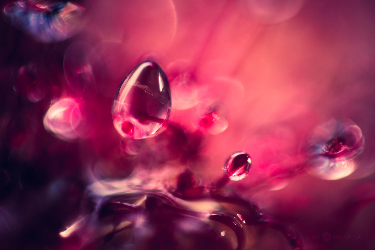 De magnifiques macrophotographies de droseras par Joni Niemelä magnifiques macrophotographies de droseras par Joni Niemela 4 De magnifiques macrophotographies de droseras par Joni Niemelä 4