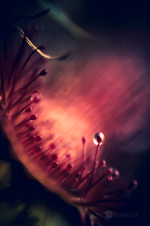De magnifiques macrophotographies de droseras par Joni Niemelä magnifiques macrophotographies de droseras par Joni Niemela 5 De magnifiques macrophotographies de droseras par Joni Niemelä 5