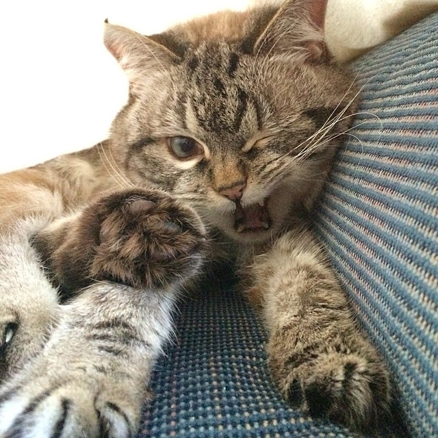 Loki le chat vampire Loki le chat vampire 11 Loki-le-chat-vampire-11