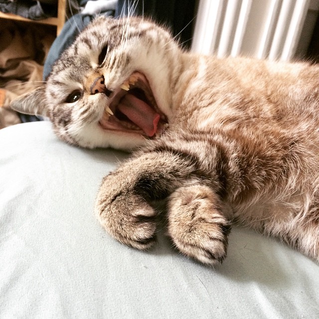 Loki le chat vampire Loki le chat vampire 14 Loki-le-chat-vampire-14