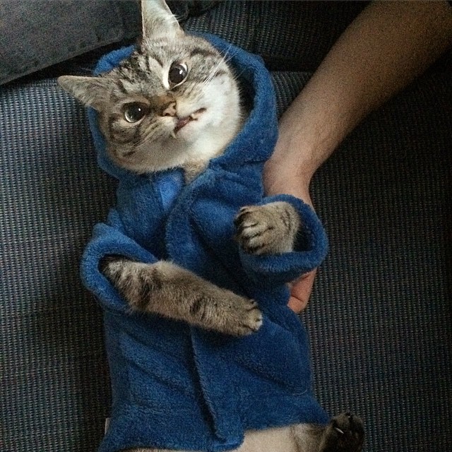 Loki le chat vampire Loki le chat vampire 2 Loki-le-chat-vampire-2