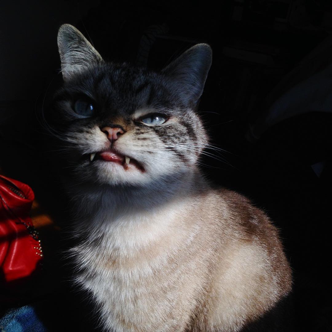 Loki le chat vampire Loki le chat vampire 8 Loki-le-chat-vampire-8