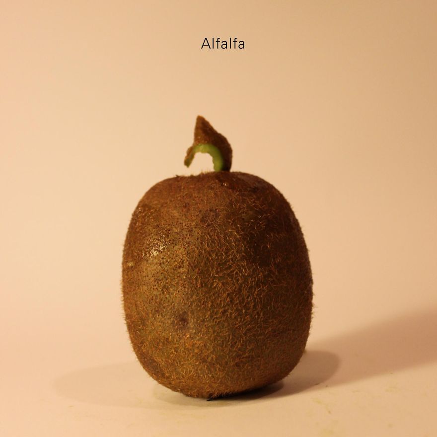 Des kiwis en personnages célèbres par Anthony Chidiac Des kiwis en personnages celebres par Anthony Chidiac 25 Des-kiwis-en-personnages-celebres-par-Anthony-Chidiac-25