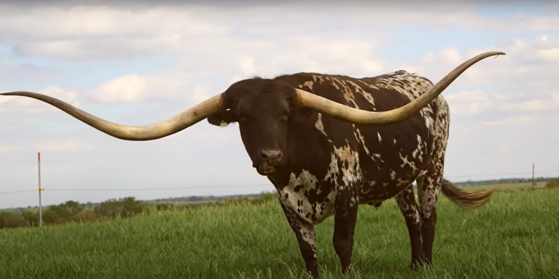 La vache aux plus grandes cornes du monde La vache aux plus grandes cornes du monde texas longhorn La-vache-aux-plus-grandes-cornes-du-monde-texas-longhorn