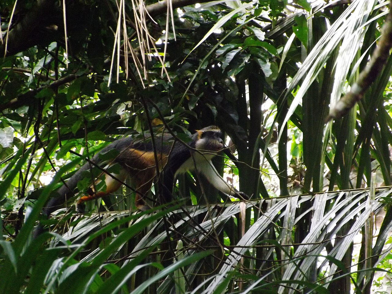 Cercopithèque de Wolf dans son milieu naturel en République démocratique du Congo Cercopithèque de Wolf dans son milieu naturel en République démocratique du Congo