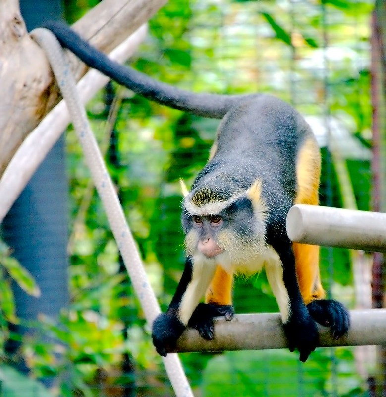 Le cercopithèque de Wolf, le singe Wolverine le cercopitheque de Wolf singe wolverine 2 le-cercopitheque-de-Wolf-singe-wolverine-2