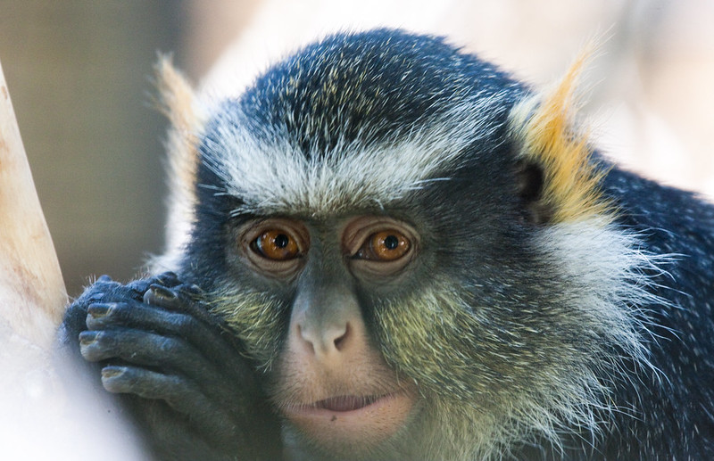 Le cercopithèque de Wolf, le singe Wolverine le cercopitheque de Wolf singe wolverine 5 le-cercopitheque-de-Wolf-singe-wolverine-5