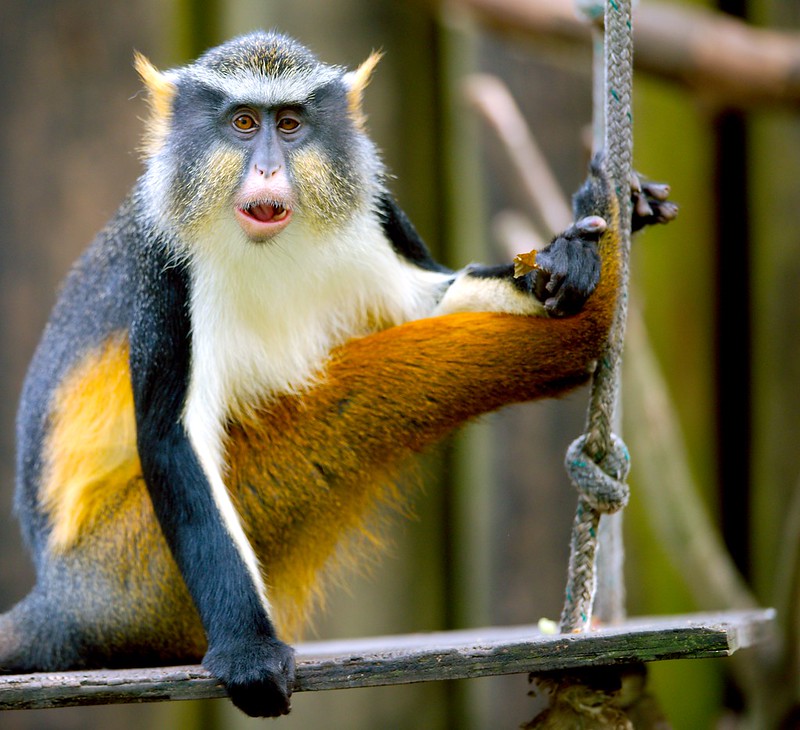 Le cercopithèque de Wolf, le singe Wolverine le cercopitheque de Wolf singe wolverine 6 le-cercopitheque-de-Wolf-singe-wolverine-6