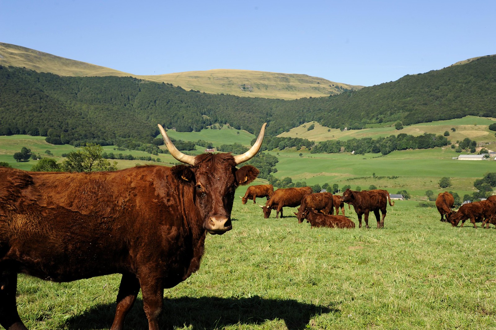salers vache francaise aux longues cornes Salers, vache française aux longues cornes