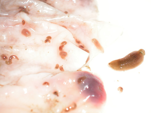 La sangsue d'anus d'hippopotame sangsue d anus d hippopotame 2 sangsue-d-anus-d-hippopotame-2