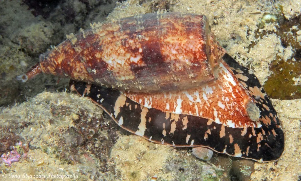 L'animal le plus venimeux du monde est un escargot carnivore L animal le plus venimeux du monde est un escargot carnivore cone geographe 1 L-animal-le-plus-venimeux-du-monde-est-un-escargot-carnivore-cone-geographe-1.