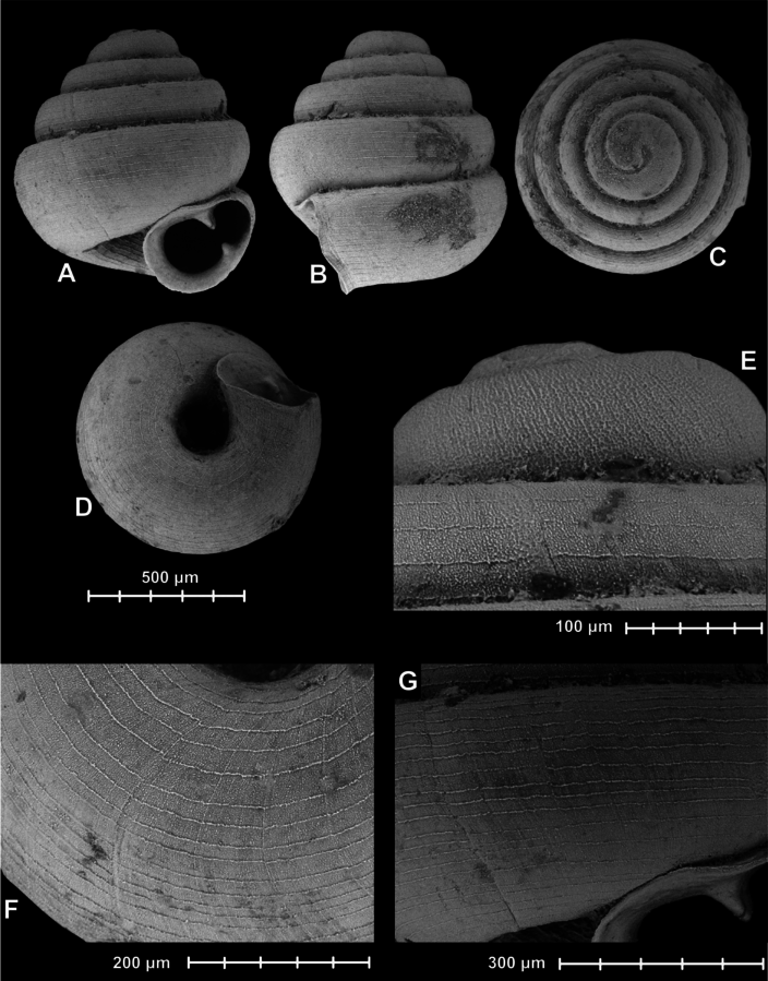 Le plus petit escargot du monde rentre dans le chas d'une aiguille Le plus petit escargot du monde rentre dans le chas d une aiguille 1 Le-plus-petit-escargot-du-monde-rentre-dans-le-chas-d-une-aiguille-1