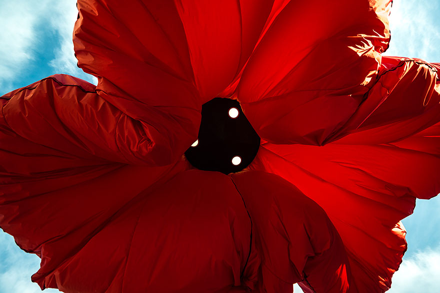 Warde - les fleurs lampadaires de Jerusalem Warde les fleurs lampadaires de Jerusalem 4 Warde--les-fleurs-lampadaires-de-Jerusalem-4