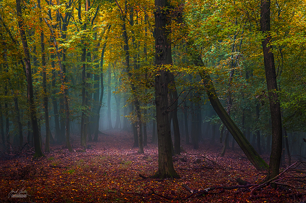 Les photos de forêts d'automne dans les Carpates blanches par Janek Sedlar photos de forets d automne de Janek Sedlar 10 photos-de-forets-d-automne-de-Janek-Sedlar-10
