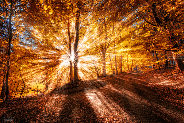 Les photos de forêts d'automne dans les Carpates blanches par Janek Sedlar photos de forets d automne de Janek Sedlar 15 photos-de-forets-d-automne-de-Janek-Sedlar-15