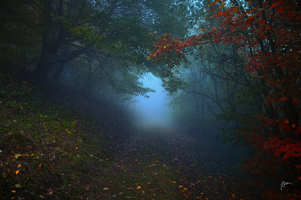 Les photos de forêts d'automne dans les Carpates blanches par Janek Sedlar photos de forets d automne de Janek Sedlar 5 photos-de-forets-d-automne-de-Janek-Sedlar-5