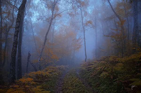 Les photos de forêts d'automne dans les Carpates blanches par Janek Sedlar photos de forets d automne de Janek Sedlar 6 photos-de-forets-d-automne-de-Janek-Sedlar-6