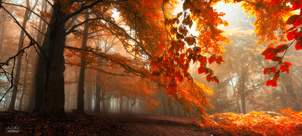 Les photos de forêts d'automne dans les Carpates blanches par Janek Sedlar photos de forets d automne de Janek Sedlar 7 photos-de-forets-d-automne-de-Janek-Sedlar-7