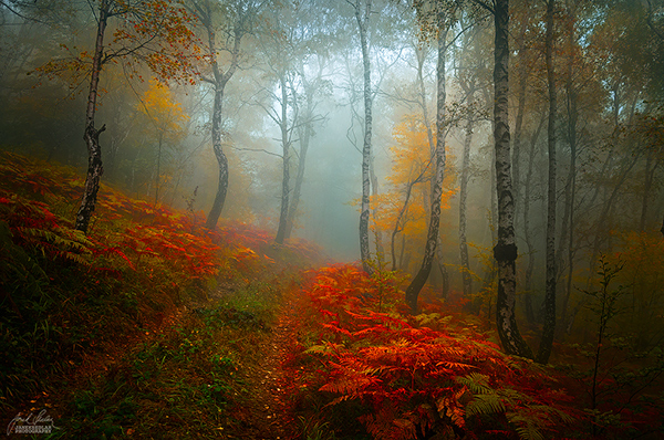 Les photos de forêts d'automne dans les Carpates blanches par Janek Sedlar photos de forets d automne de Janek Sedlar 8 photos-de-forets-d-automne-de-Janek-Sedlar-8
