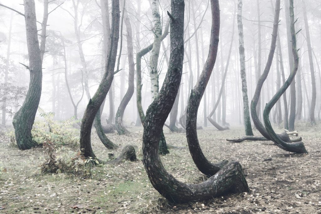 La forêt de Crooked et ses pins en forme d'hameçon par Kilian Schönberger La foret de Crooked et ses pins en forme d hamecon par Kilian Schonberger 8 La-foret-de-Crooked-et-ses-pins-en-forme-d-hamecon-par-Kilian-Schonberger-8