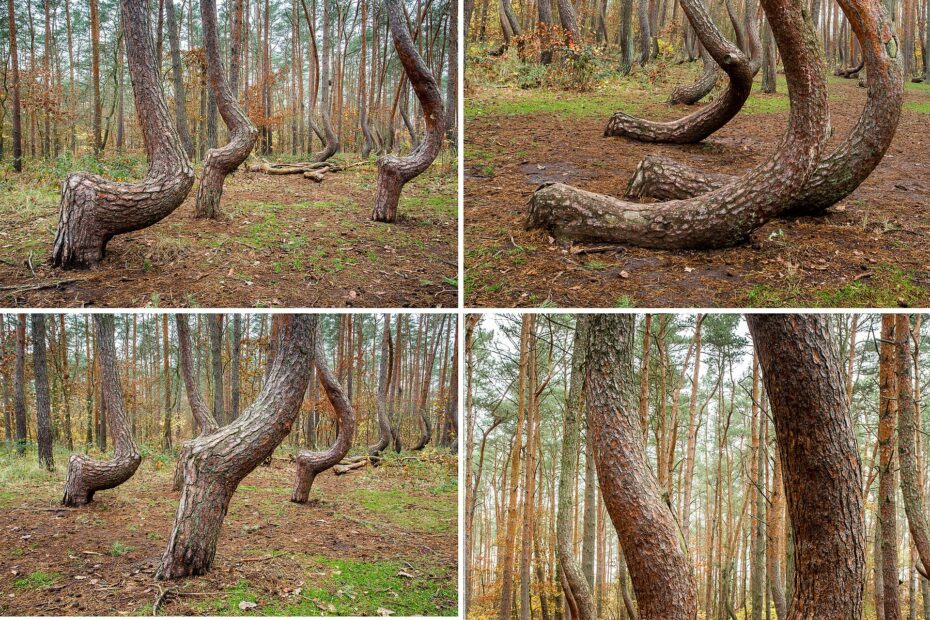 Krzywy Las, la forêt tordue de Pologne et ses pins aux troncs courbés en forme de crochet