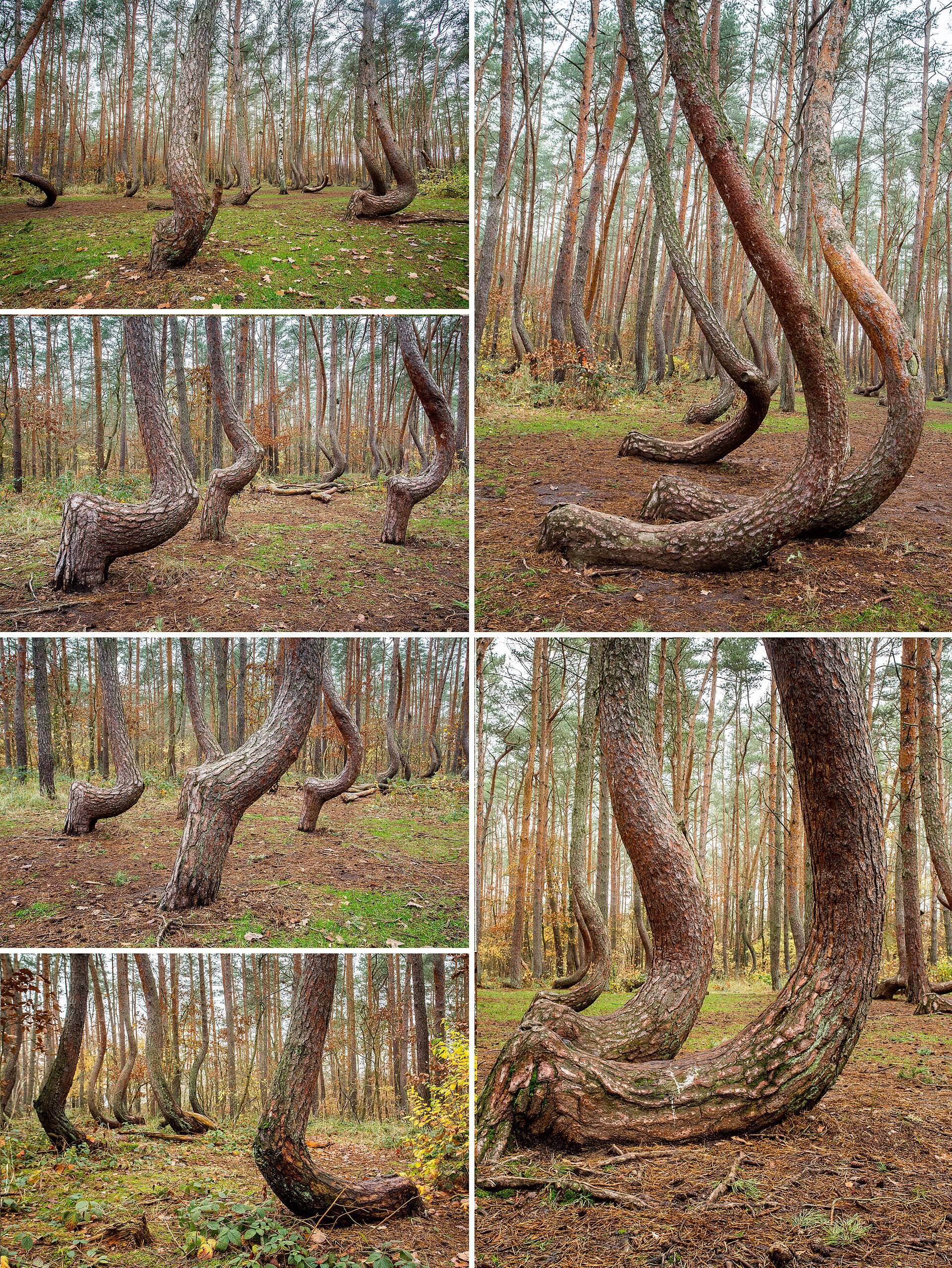foret tordue krzywy las pologne Krzywy Las, la forêt tordue de Pologne et ses pins aux troncs courbés en forme de crochet