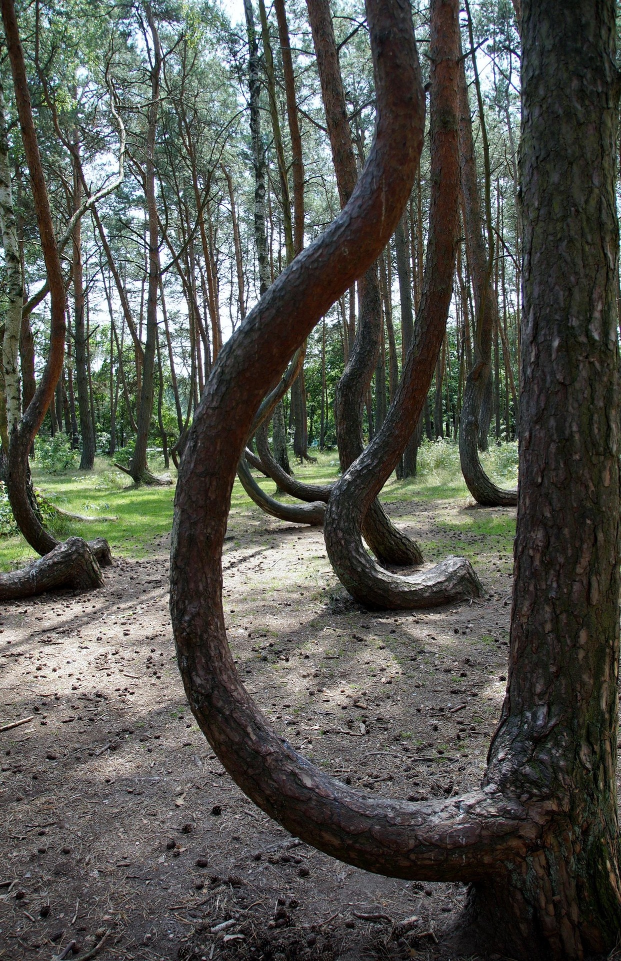 foret tordue krzywy las Pins aux troncs en forme de crochet dans la forêt tordue de Krzywy Las en Pologne