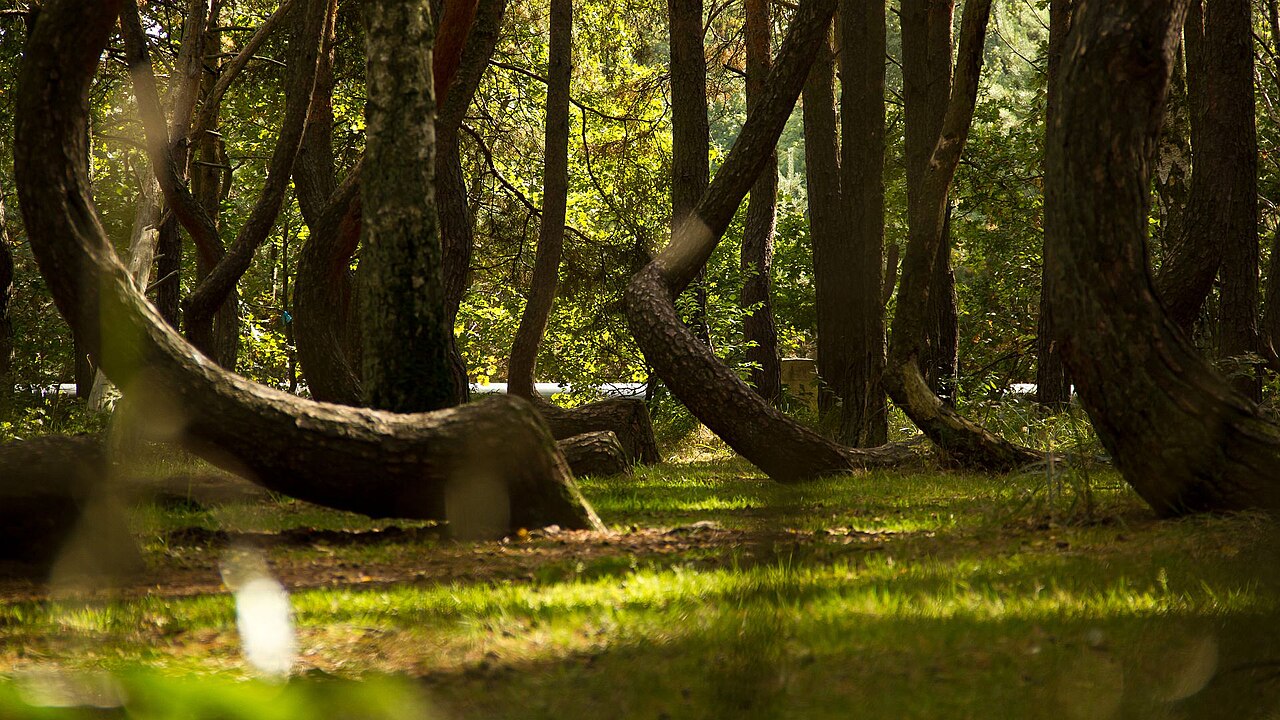 foret tordue pologne alignement pins lusieurs troncs recourbés dans la petite parcelle de pins tordus de Krzywy Las