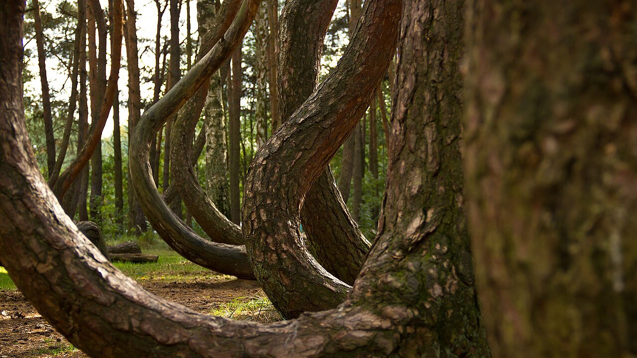 krzywy las forme crochet tronc pin Troncs de pins formant des crochets près du sol dans la forêt tordue de Pologne