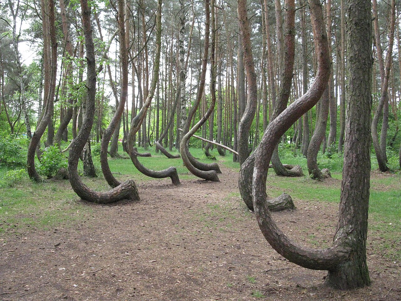 krzywy las pins courbes Pins aux troncs courbés en forme de crochet dans la forêt tordue de Krzywy Las en Pologne