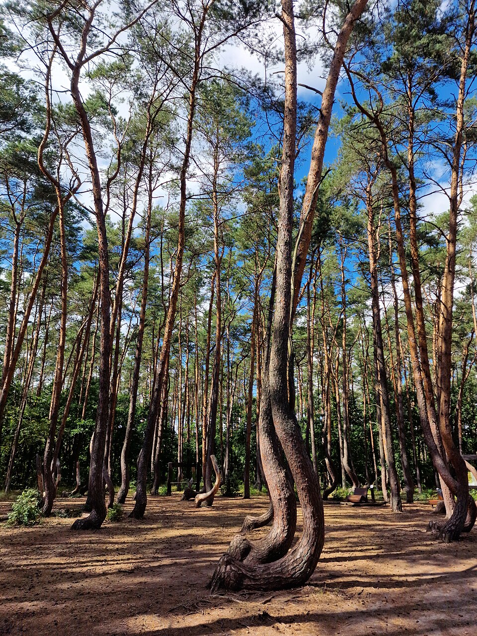 visiter krzywy las foret tordue pologne La forêt tordue de Krzywy Las près de Nowe Czarnowo dans la région de Szczecin