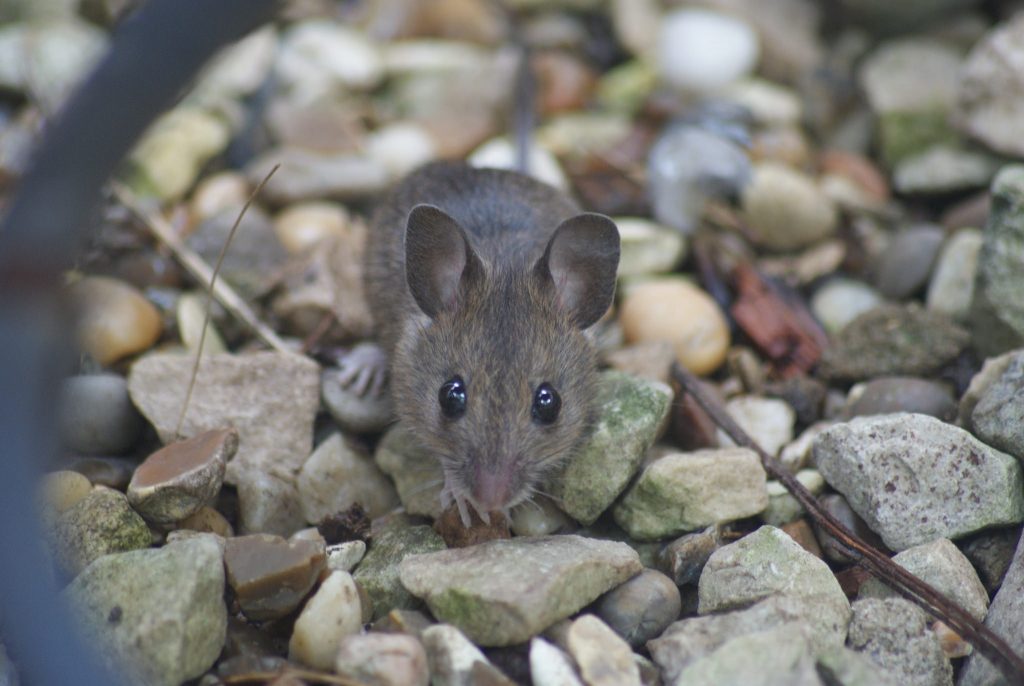 26 trop mignonnes petites souris sauvages 28 mignonnes petites souris sauvages 11 28-mignonnes-petites-souris-sauvages-11