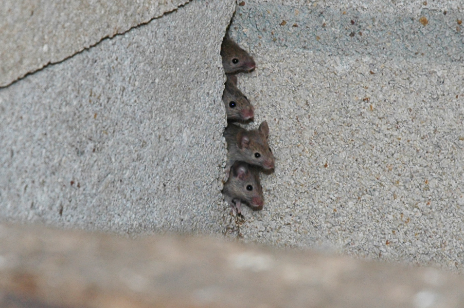 26 trop mignonnes petites souris sauvages 28 mignonnes petites souris sauvages 13 28-mignonnes-petites-souris-sauvages-13