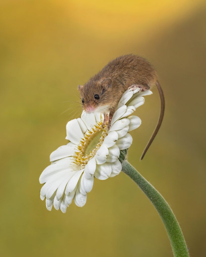 26 trop mignonnes petites souris sauvages 28 mignonnes petites souris sauvages 14 28-mignonnes-petites-souris-sauvages-14